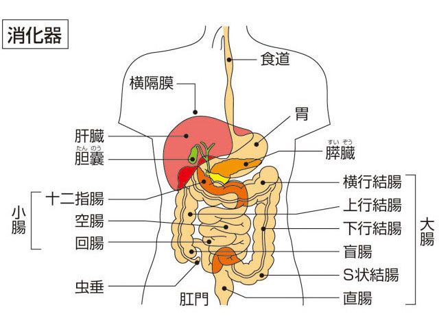 小腸細菌の異常増殖 (SIBO)