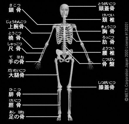 「人体の構造と機能：骨格系」わかりやすくまとめてみました！！【管理栄養士国家試験勉強】【過去問題】