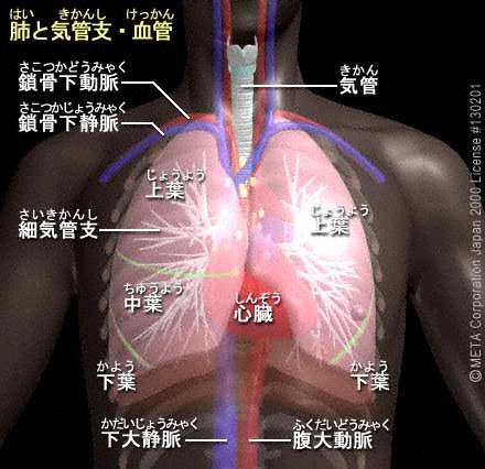 【管理栄養士国家試験勉強】「人体の構造と機能　呼吸器系」わかりやすくまとめてみました！！【過去問題】