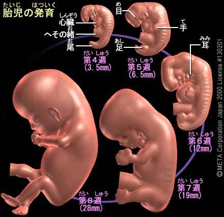 「人体の構造と機能：生殖器系」わかりやすくまとめてみました！！【管理栄養士国家試験】【過去問題】